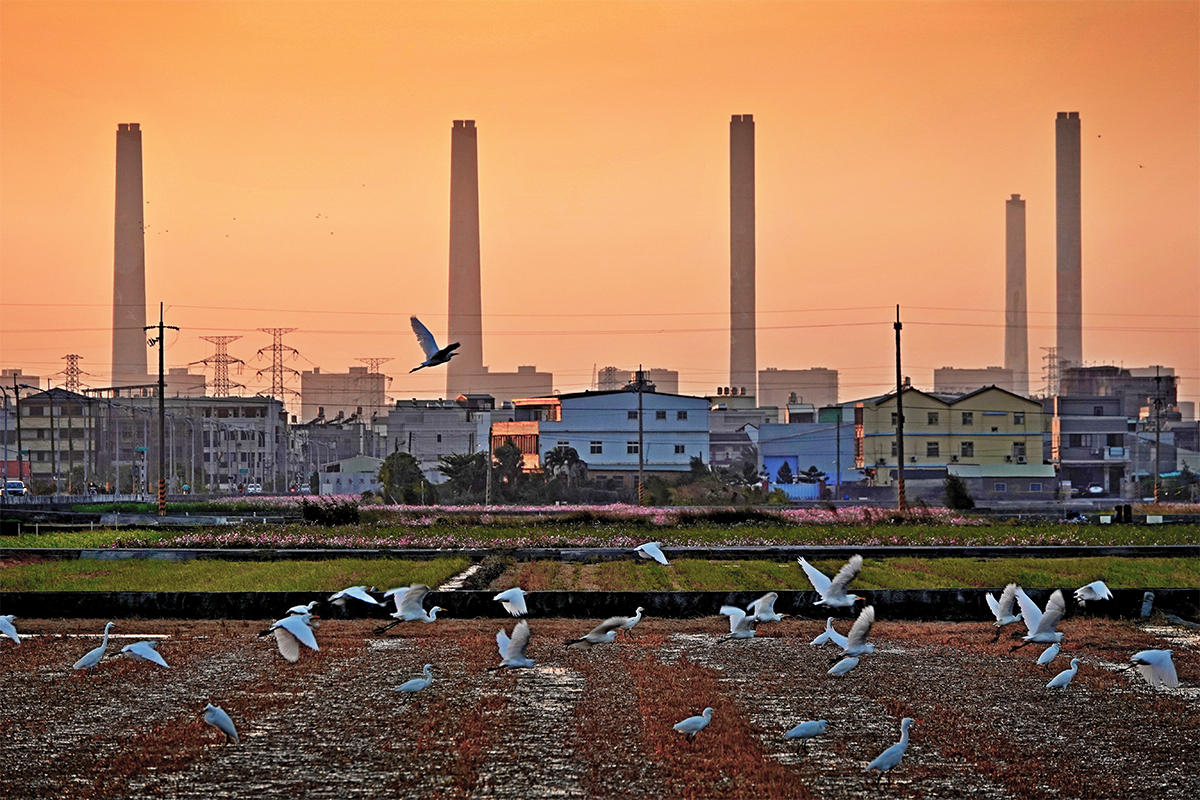 35佳作27-黃庭富-百鷺展翅花田間