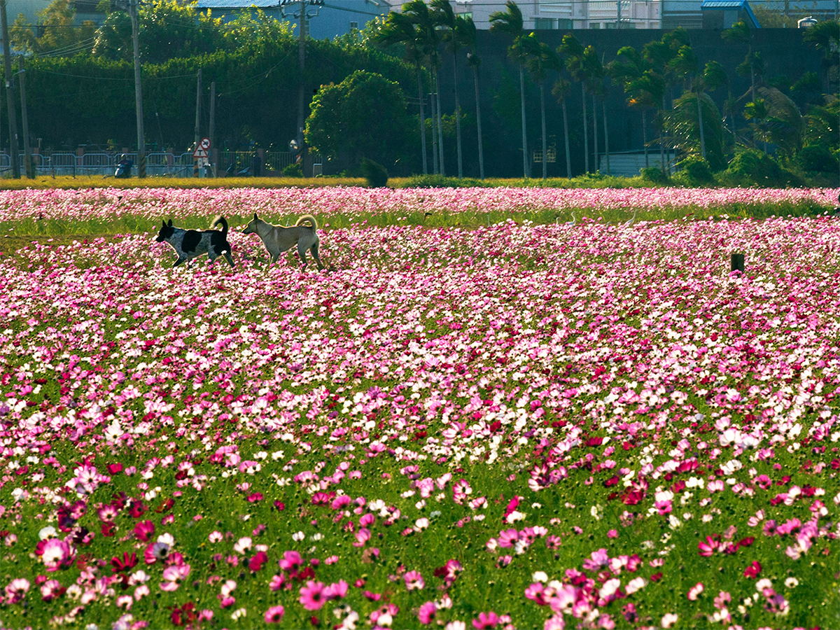 24佳作16-陳雲誠-雙犬戲花海