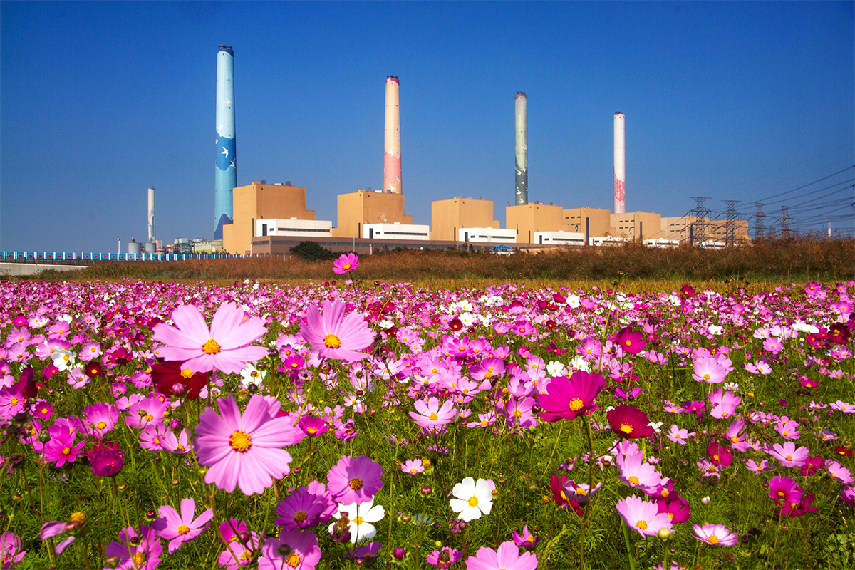 9佳作01-廖偉勝-波斯菊與火力發電廠