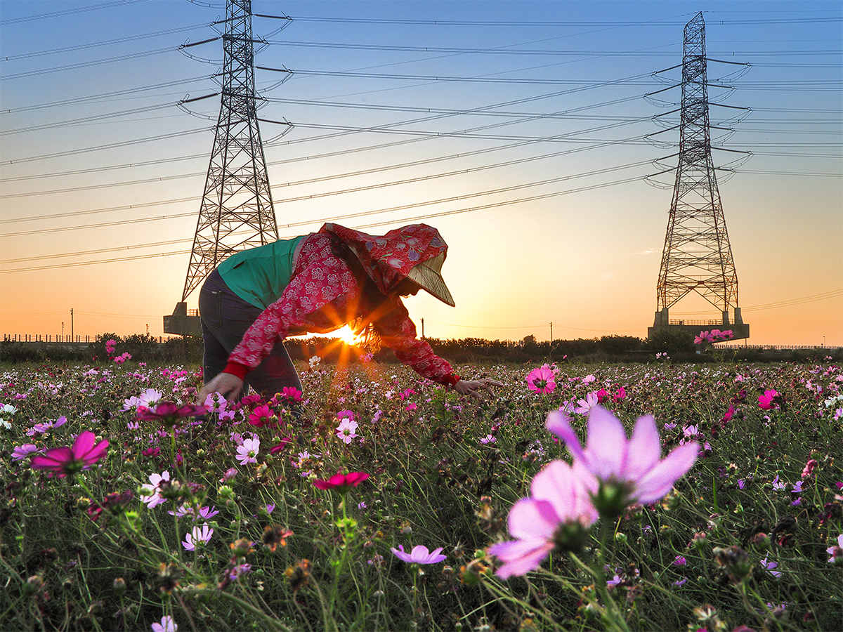 40佳作32-柯玲寧-農忙
