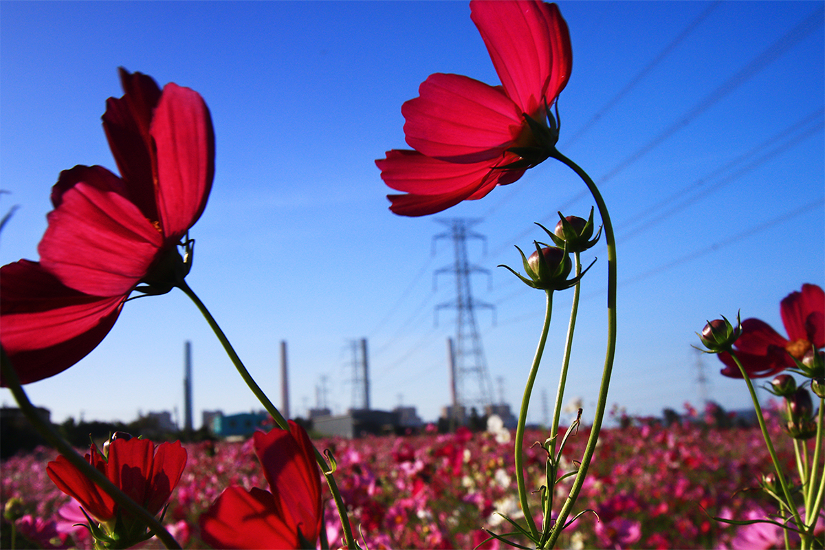 13佳作05-莊爾祥-搖曳風姿